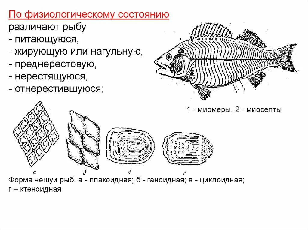 Как расположена чешуя на теле рыбы какое. Физиологическое состояние рыб. Форма чешуи карася. Ктеноидная чешуя. Форма рыб по физиологическому состоянию.