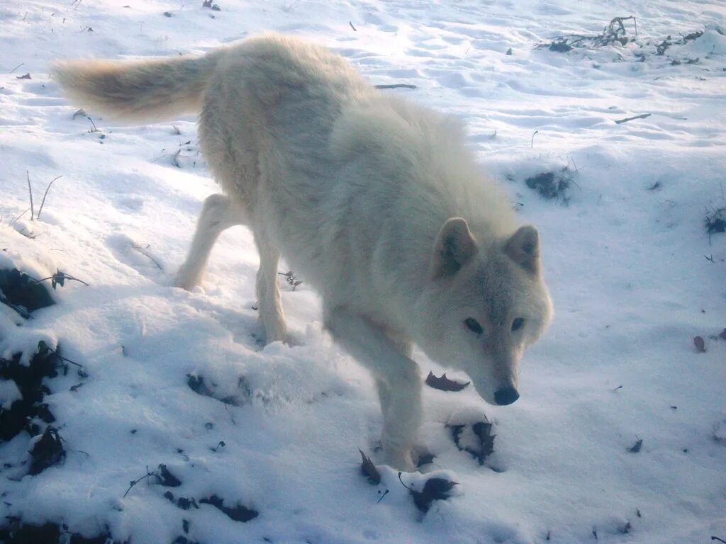 25 рублей 2020 полярный волк. Полярный волк в тундре. Тундровый волк. Arctic wolf (арктический волк). Арктический волк.
