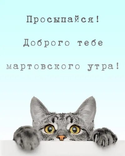 Доброе утро мартовские коты. Доброе мартовское утро с котами. Доброе утро март кот. С добрым утром март коты. С мартовским утром видео