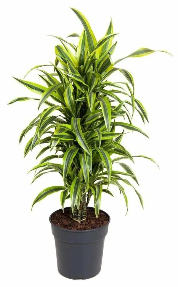 драцена фрагранс лайм. драцена лемон. драцена фрагранс. драцена лемон. драцена деремская лемон лайм.