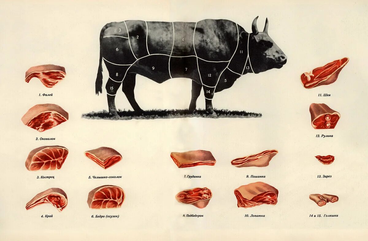 Едят ли бычков. Схема разруба туши говядины. Говядина бык разруб схема. Разделка мяса говядины схема. Мясо яблочко какая часть туши говядины.