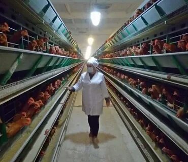Ростовские птицефабрики
