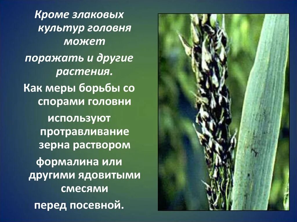 Как происходит заражение зерновых культур головневыми грибами. Головня гриб паразит. Грибы паразиты Головня 5 класс биология. Пыльная Головня пшеницы споры. Грибы паразиты спорынья и Головня таблица.