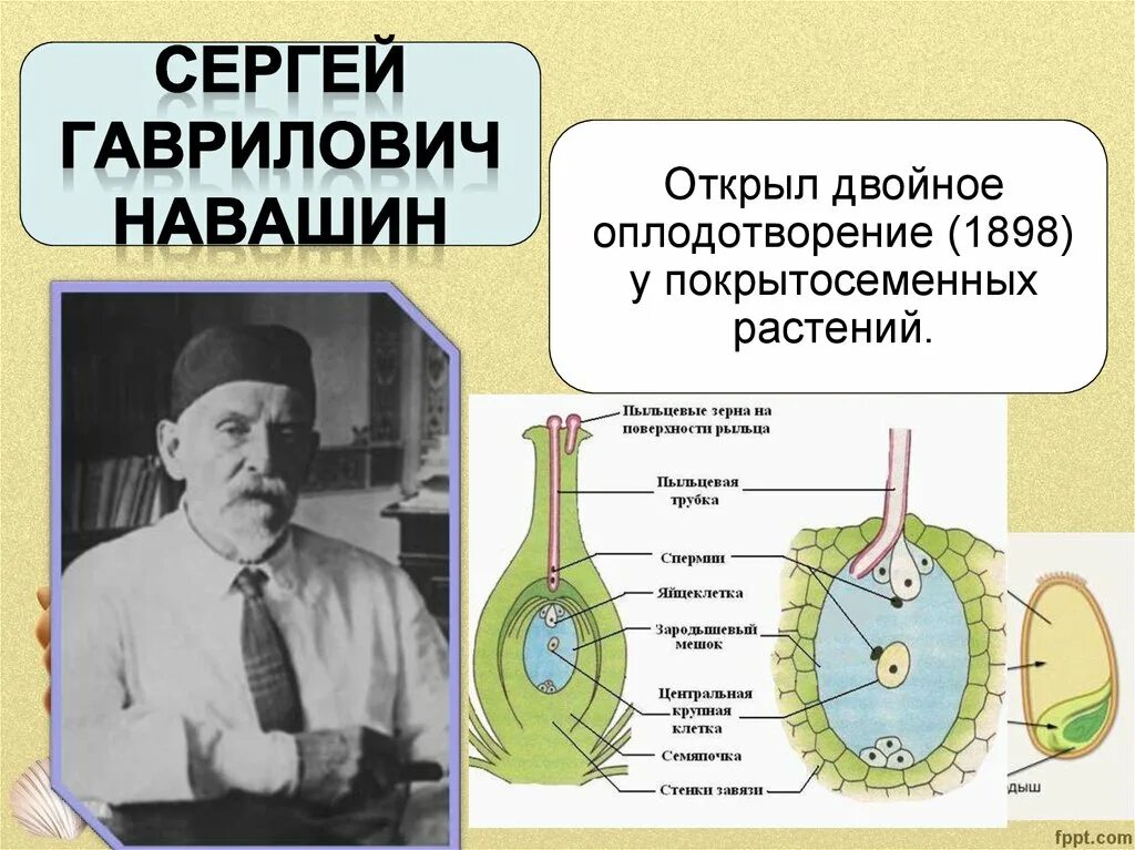 Двойное оплодотворение у цветковых открыл