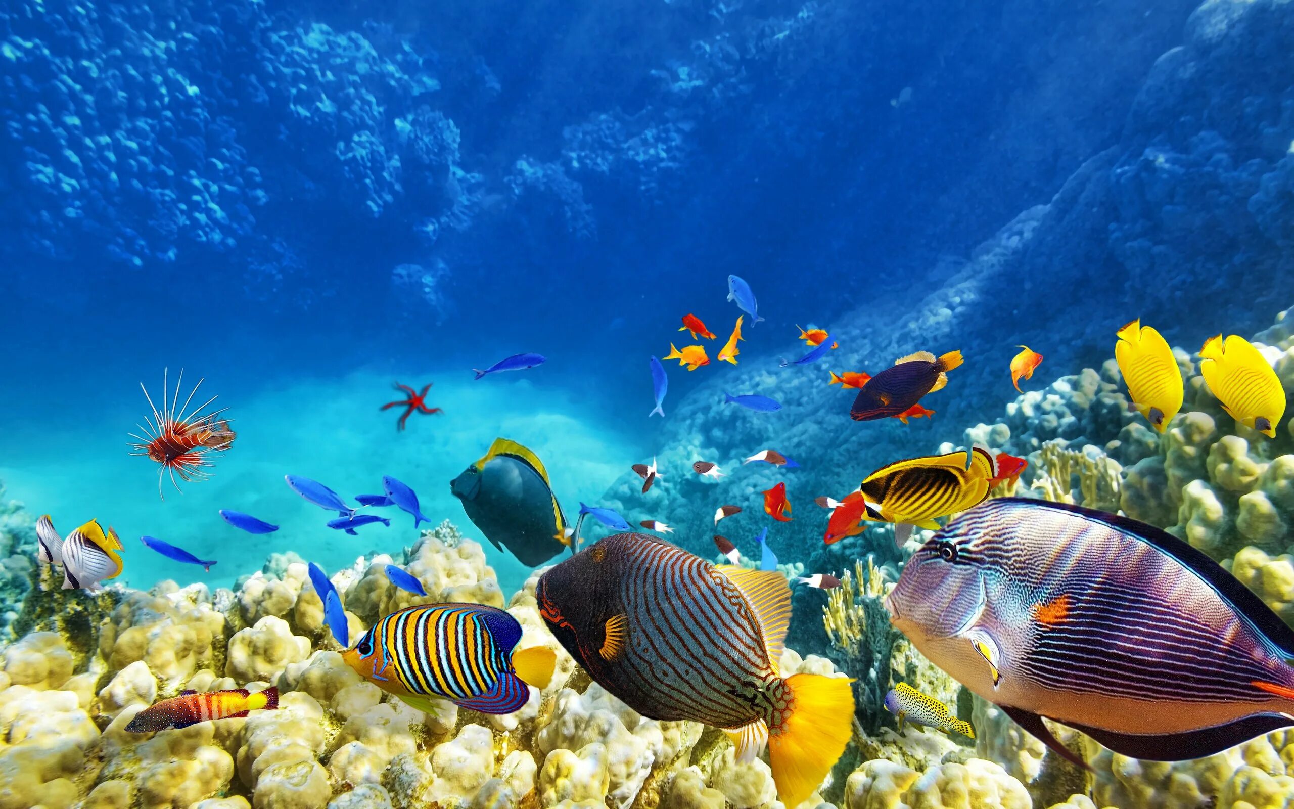 Про рыб океана. Подводный мир рыбы. Подводный риф риф. Тропические рыбы. Морское дно.