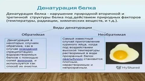 Виды денатурации белков таблица