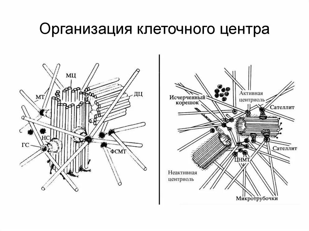 Клеточный центр признаки. Клеточный центр строение. Строение центриоли клетки. Клеточный центр строение и функции. Строение клетки центросома.