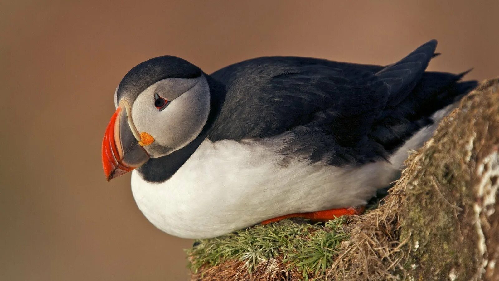 Черная птица с белой грудкой водоплавающая. Лысуха хохлатая. Нырок лысуха. Как называется птица с белым клювом. Птица с красным клювом тупик.