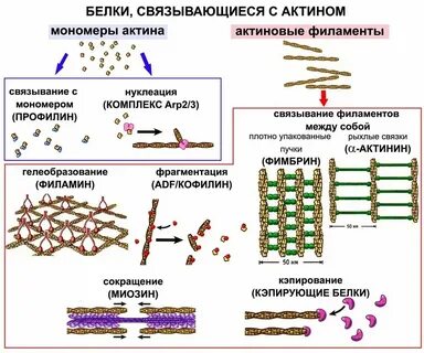 В какой ткани содержится