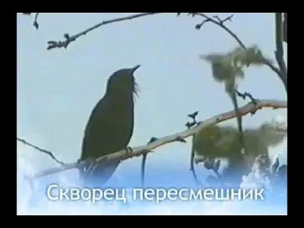 Настоящий песню скворца надо слушать