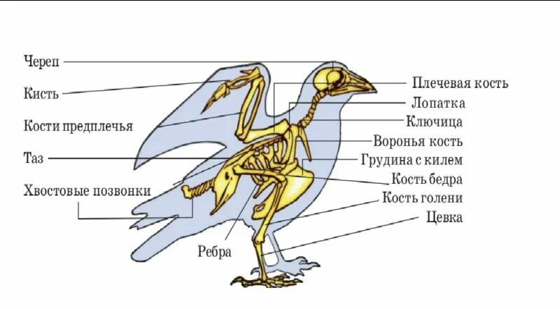 Строение цевка у птиц. Скелет птицы цевка. Скелет птицы киль. Хвостовой отдел у птиц.
