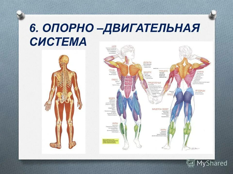 Выбери органы опорно двигательной системы ответ. Опорно-двигательная система человека 4 класс окружающий мир. Орорно двигательной система. Выбери органы опорно двигательной системы ответ. Опорно-двигательная система человека.
