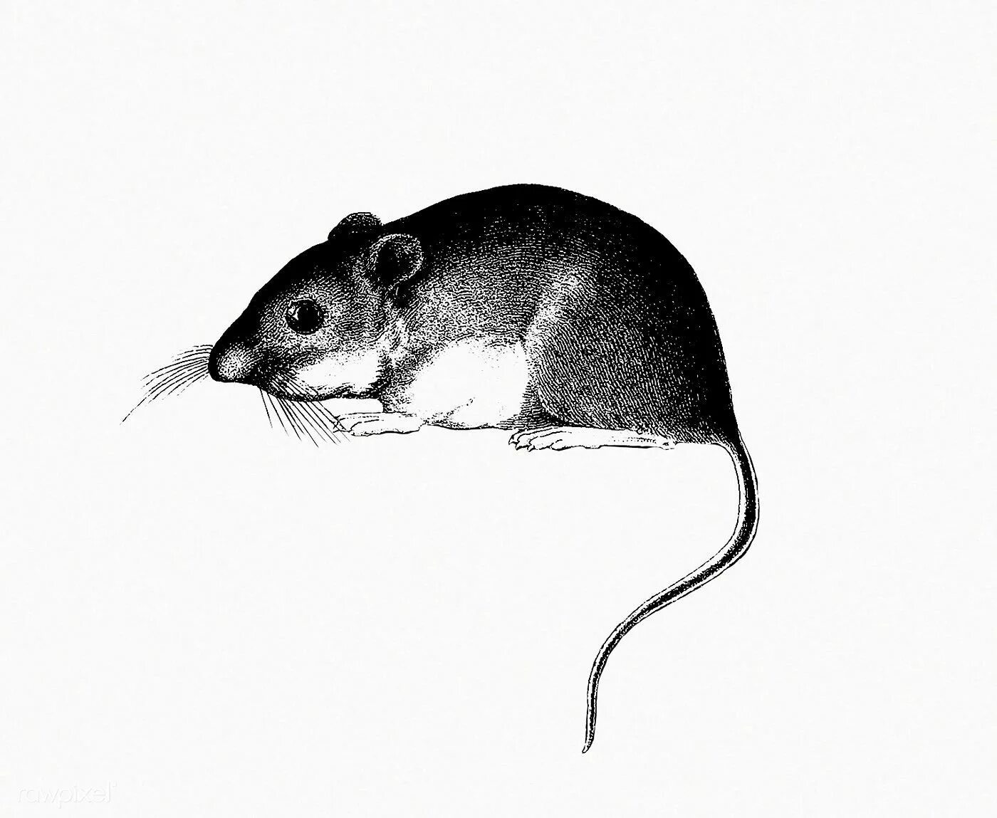 Мышь для графики. Крыса рисунок. Зарисовки мышей. Зарисовки крыс. Мышь животное.