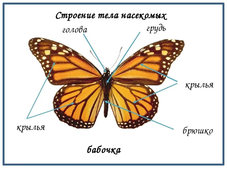 Строение тела насекомого 1 класс