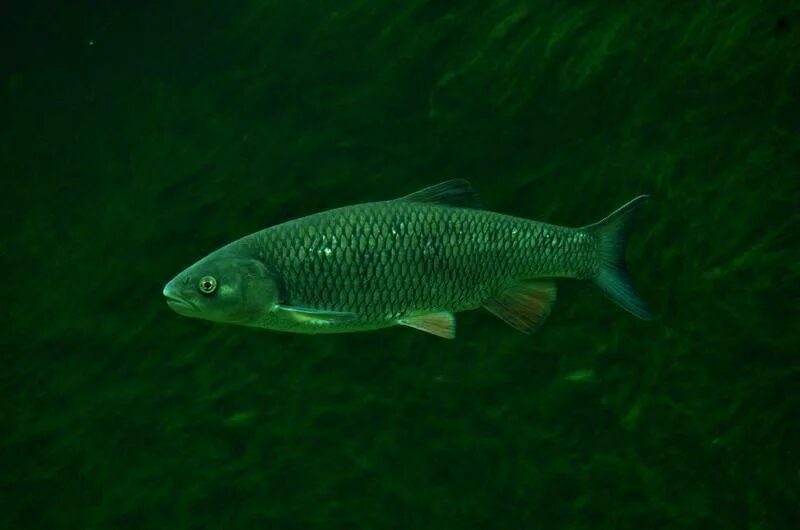 Рыба голавль. Голавль рыба. голавль озерный. кавказский голавль. squalius cephalus.