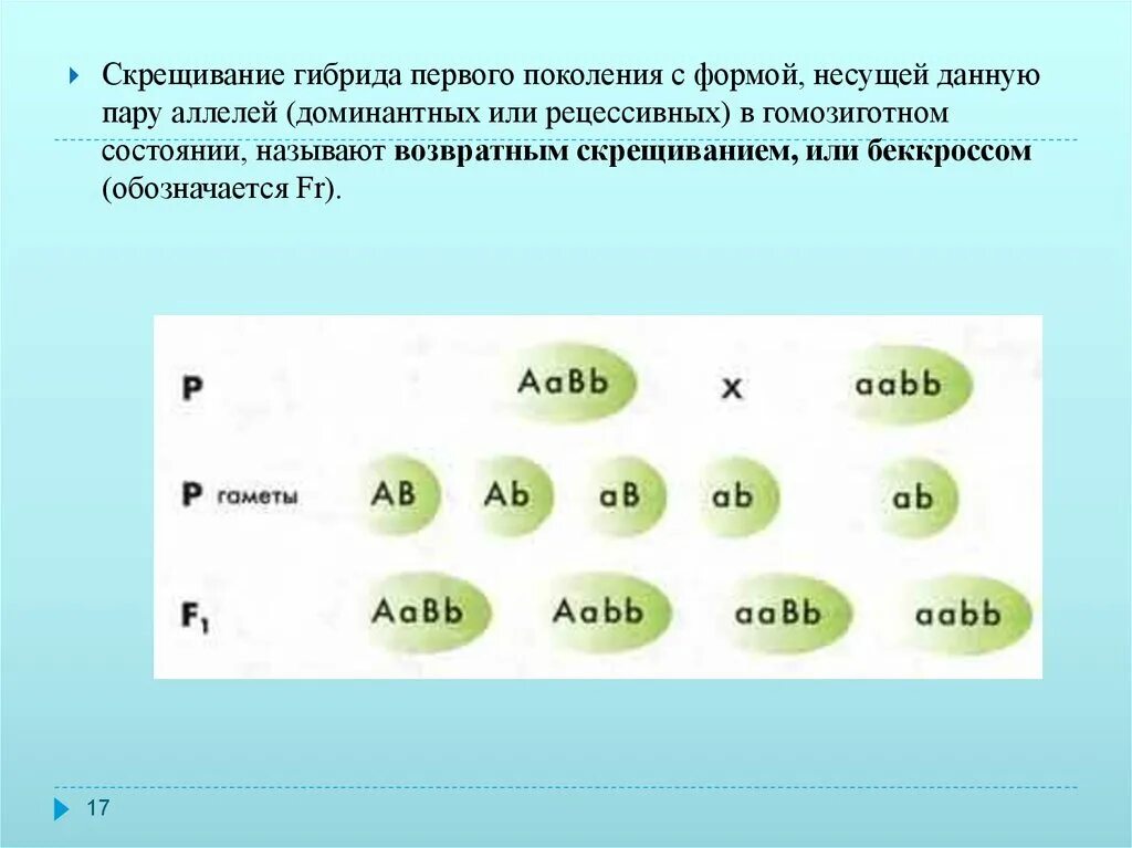 Гибридов первого поколения скрестили между собой. Скрещивание гибридов первого поколения. Гибриды первого поколения скрещиваются. Скрещивания Гебридах 1 поколения. Возвратное скрещивание схема.