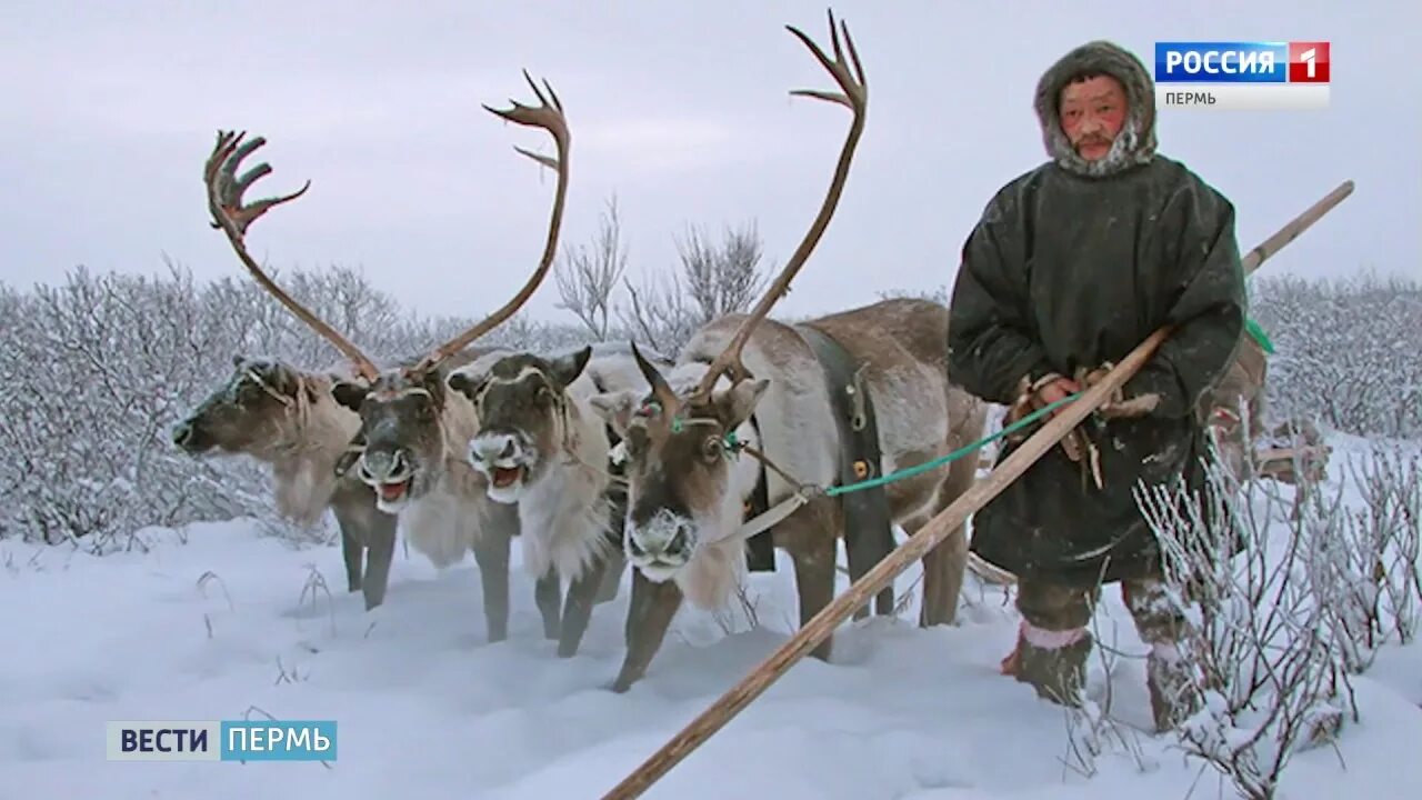 Охота и рыбалка на севере видео. Рыболовство саамов Кольского полуострова. Саамы оленеводство. Народы севера охота и рыбалка.