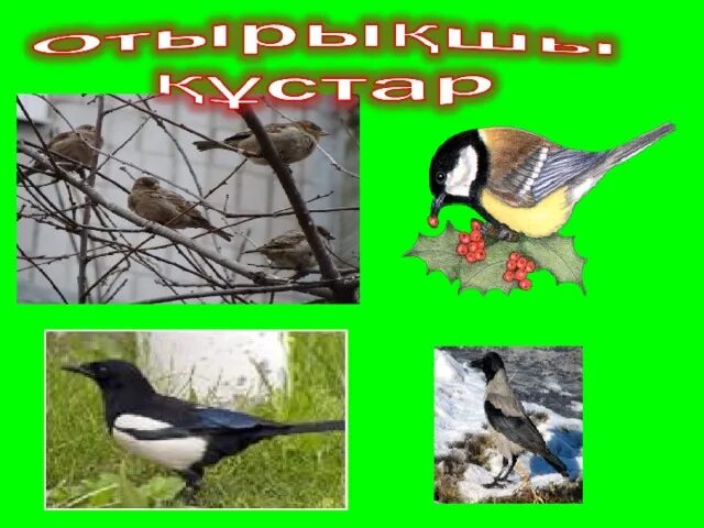 Құстарды қорғайық презентация. Құстар біздің досымыз рамки для фотографий. Құстар біздің досымыз слайд презентация. Жабайы Құстар фото и картинки мультяшки. Құстар біздің досымыз сурет