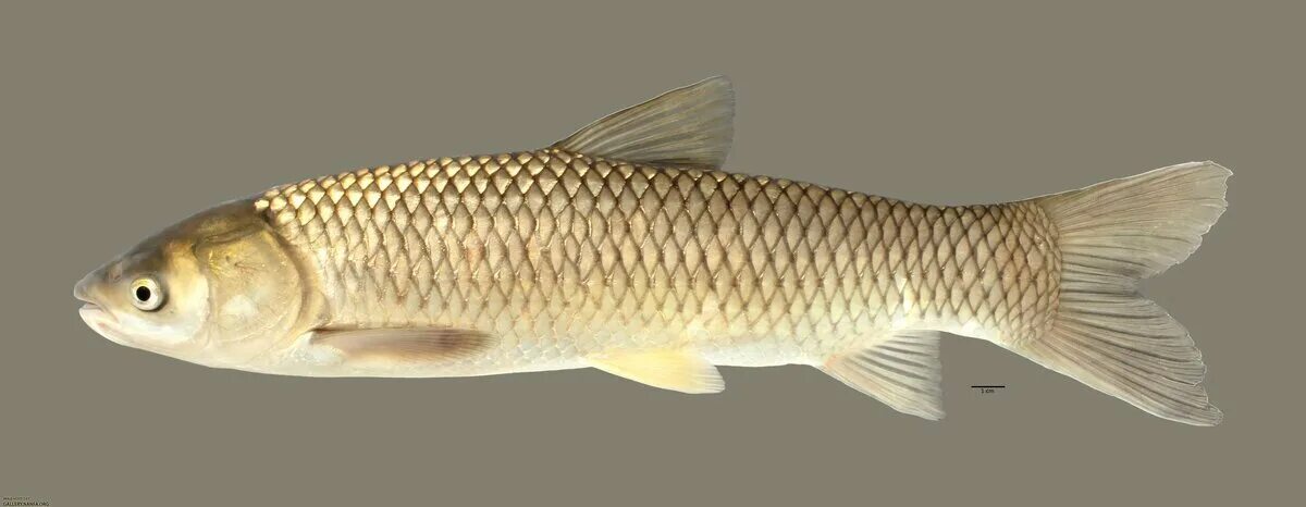 Белый Амур рыба. Белый Амур Пресноводные рыбы. Речной белый Амур. Амурский Карп.