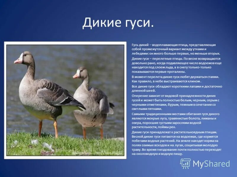 Дикие гуси. Виды гусей. Гусь Перелетная птица. Дикий Гусь описание. План дикий гусь