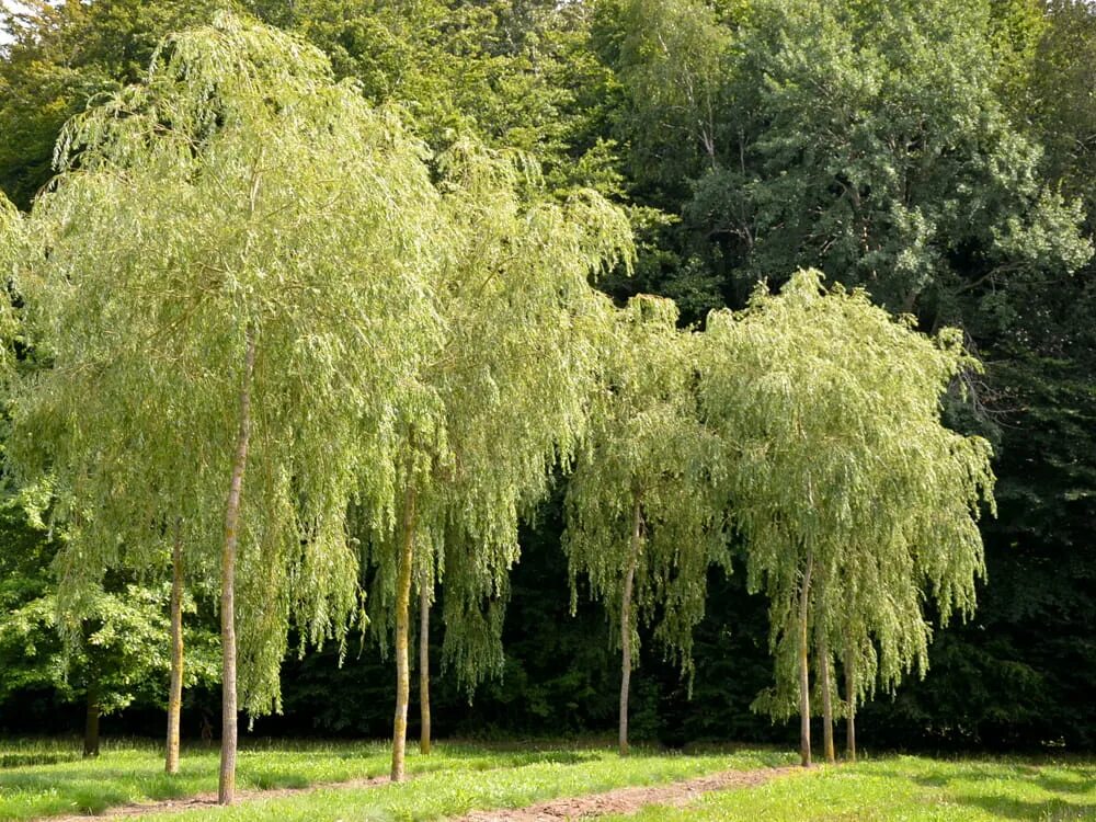 Вид ивы 3. Ива белая плакучая Salix Alba. Ива белая (Salix Alba). Ива плакучая Тристис. Salix Alba Ива плакучая.