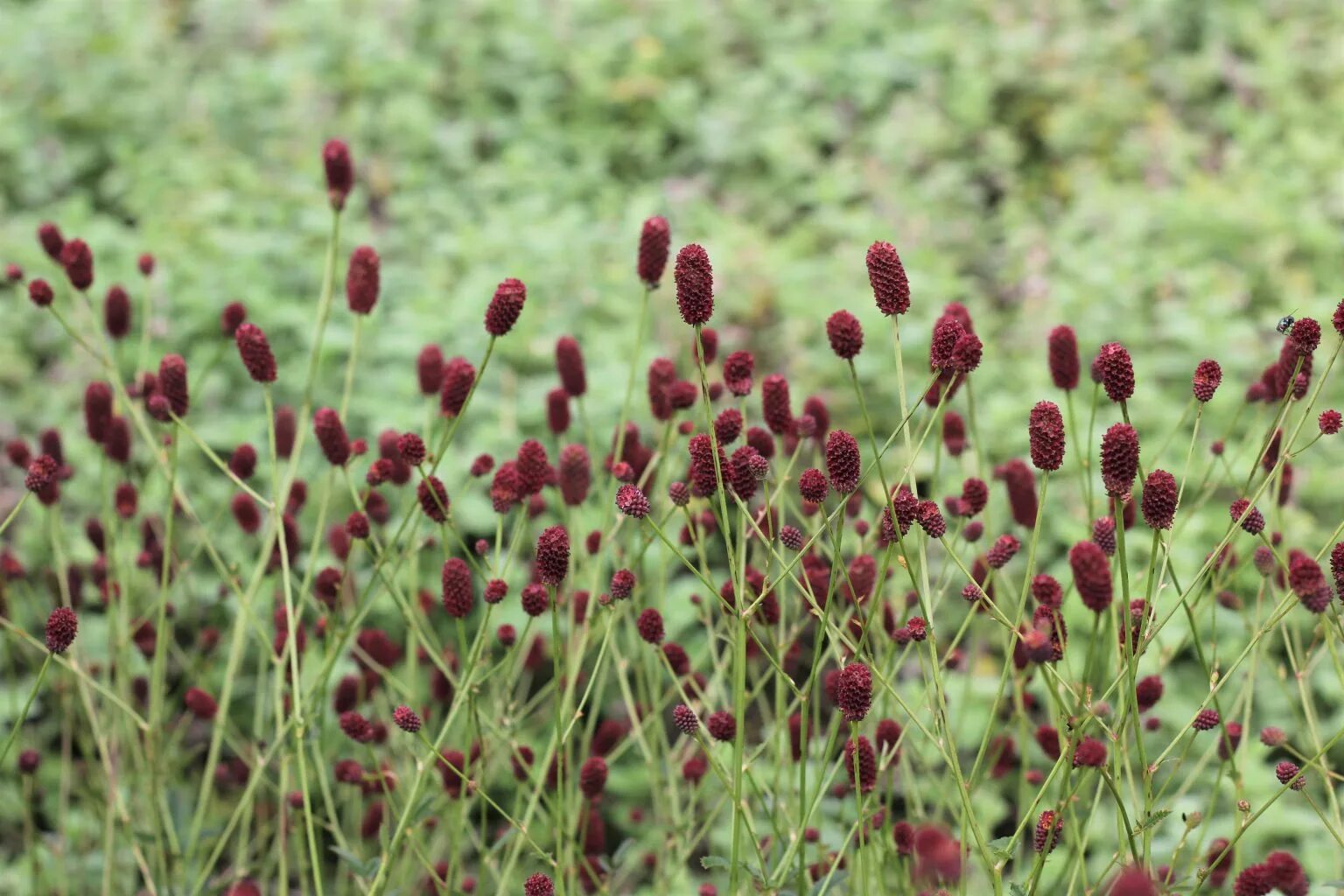 Кровохлебка Танна. Кровохлебка лекарственная (Sanguisorba officinalis). Кровохлебка битлвингс. Кровохлебка Pink Tanna.