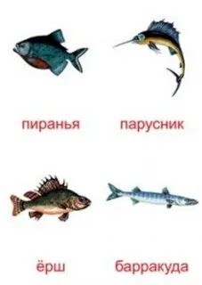 Рыбы картинки с названиями для детей