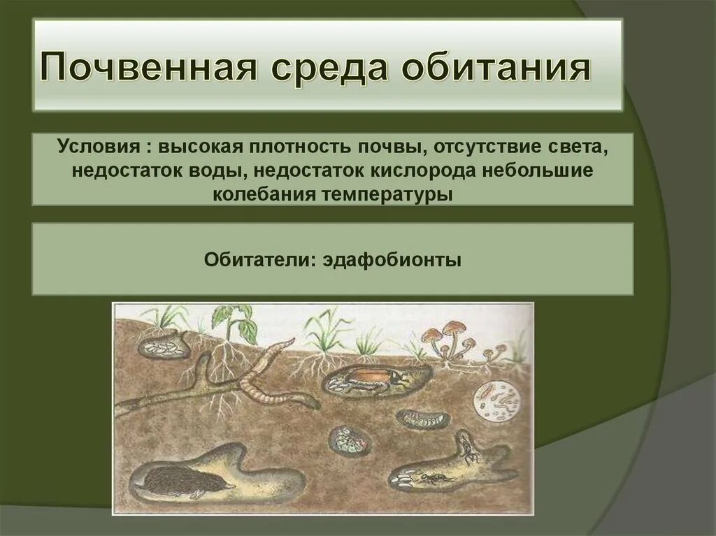 3 группа обитателей почвы составляет животные. Починная среда обитания. Почвенная среда обитания. Условия почвенной среды обитания. Организмы в gjxtyyjq среде.