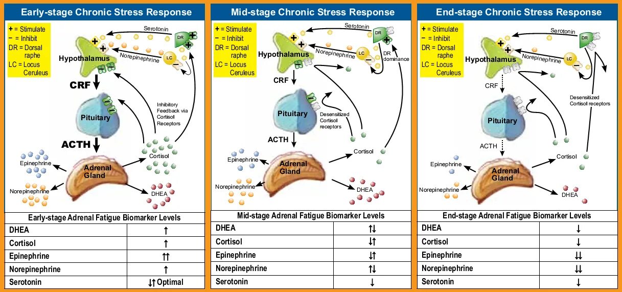 Кортизол и ДГЭА. Кортизол и серотонин. Adrenal fatigue cortisol. Серотонин антагонист кортизола. Слюна на кортизол как собирать