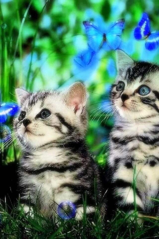 Красивые котята. Красивые котики. Красивые кошки. Яркие красивые котята.