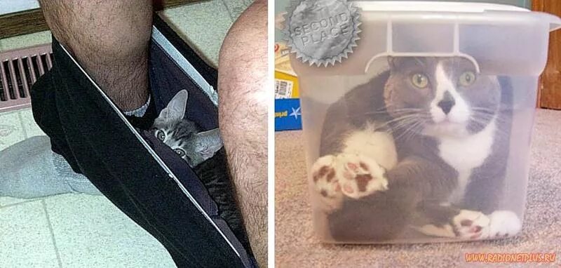Слабые места кошек. Спрятанный кот. Котики спят в необычный местах. Кот ищет место. Почему кот прячется в темное место.