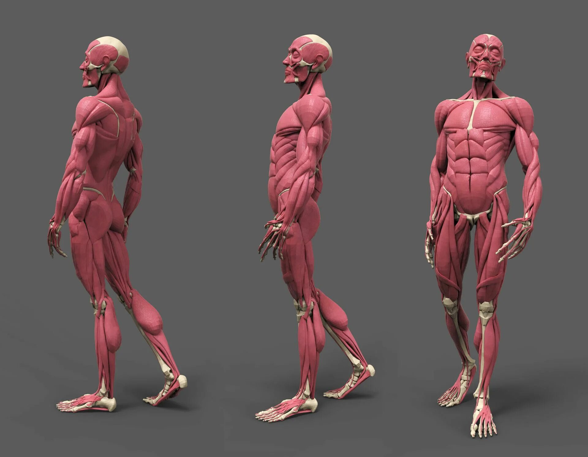 Скелет и мышцы референс. ХЬЮМАН анатомия фор артист. Мышечный скелет референс. Анатомия человека мышцы для художников.