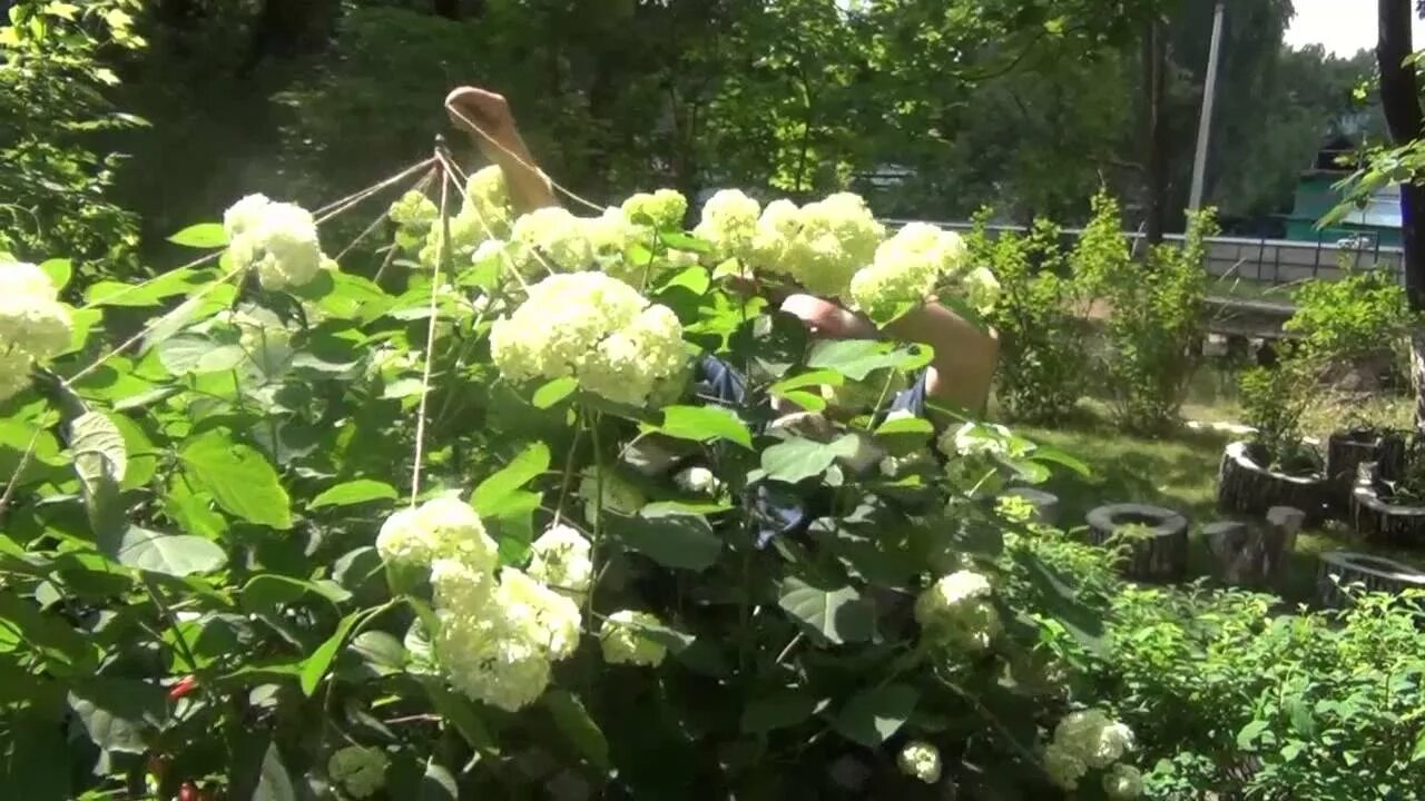 Подвязка гортензии. Подвязка гортензии