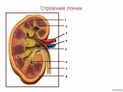 Почечная структура