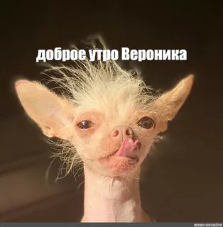 Страшная собака мем