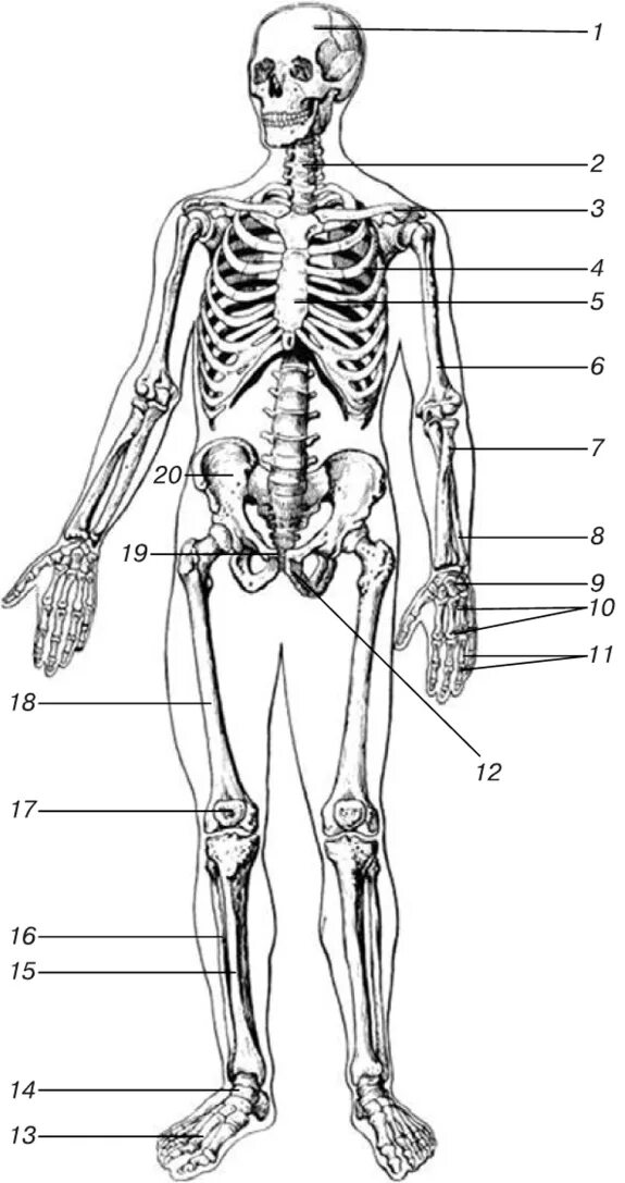 Подпишите названия костей скелета. Анатомия человека скелет человека кости. Скелет человека с названием костей вид спереди. Строение человека кость скелета. Костный скелет анатомия.
