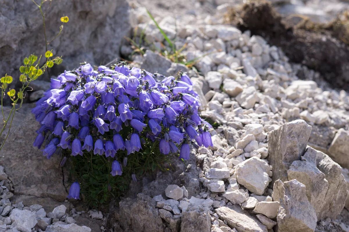 Колокольчик низкий. Колокольчик ложечницелистный (Campanula cochleariifolia). Колокольчик ложечницелистный Альпина Бриз. Колокольчик камнеломковый. Колокольчик Безенгийский.