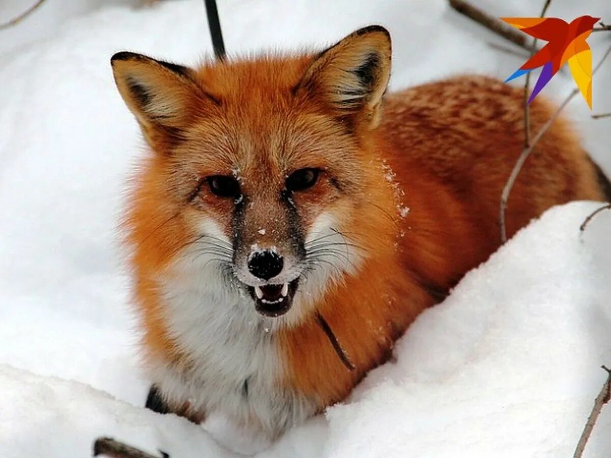 Лиса. Домашняя лиса. Новосибирская лиса. Новосибирские лисы. Fox россия