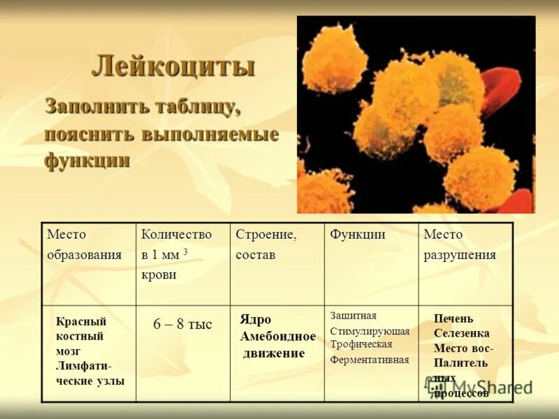 Функции клеток крови таблица. Лейкоциты строение и функции. Место разрушения эритроцитов лейкоцитов и тромбоцитов таблица. Место оазрушениялейкоцитов. Лейкоциты и лейкоцитарная функция.