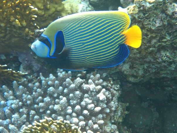 Pufferfish Are Great Pets, But Be Prepared To Provide Fine Dining Experiences