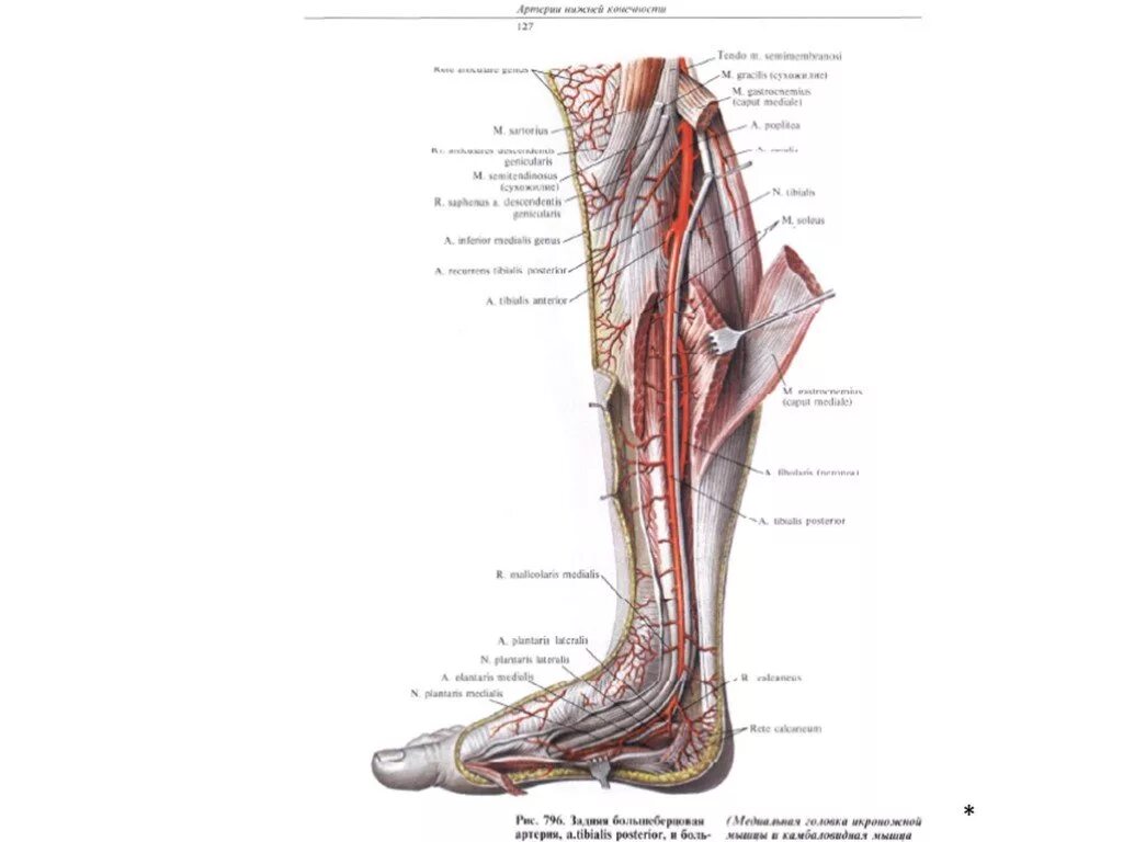 Передняя большеберцовая возвратная артерия. Кровоснабжение нижней конечности анатомия. Задняя большеберцовая Вена. Артерии нижней конечности бедренная