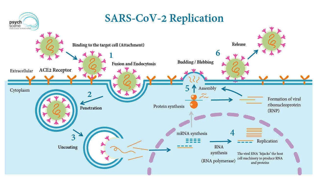 Жизненный цикл коронавируса SARS-cov-2. Жизненный цикл вируса SARS cov 2. Патогенез SARS-cov-2. Цикл репликации коронавируса SARS-cov-2. Две волны коронавируса