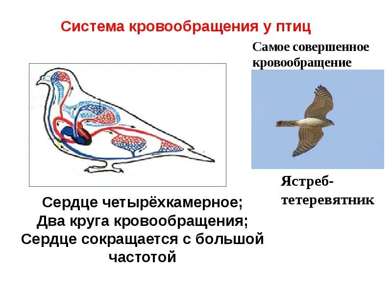 Типы кровеносных систем у животных таблица 8. Кровообращение птиц. система кровообращения птиц. четырехкамерное сердце у птиц. эволюция кровеносной системы презентация.