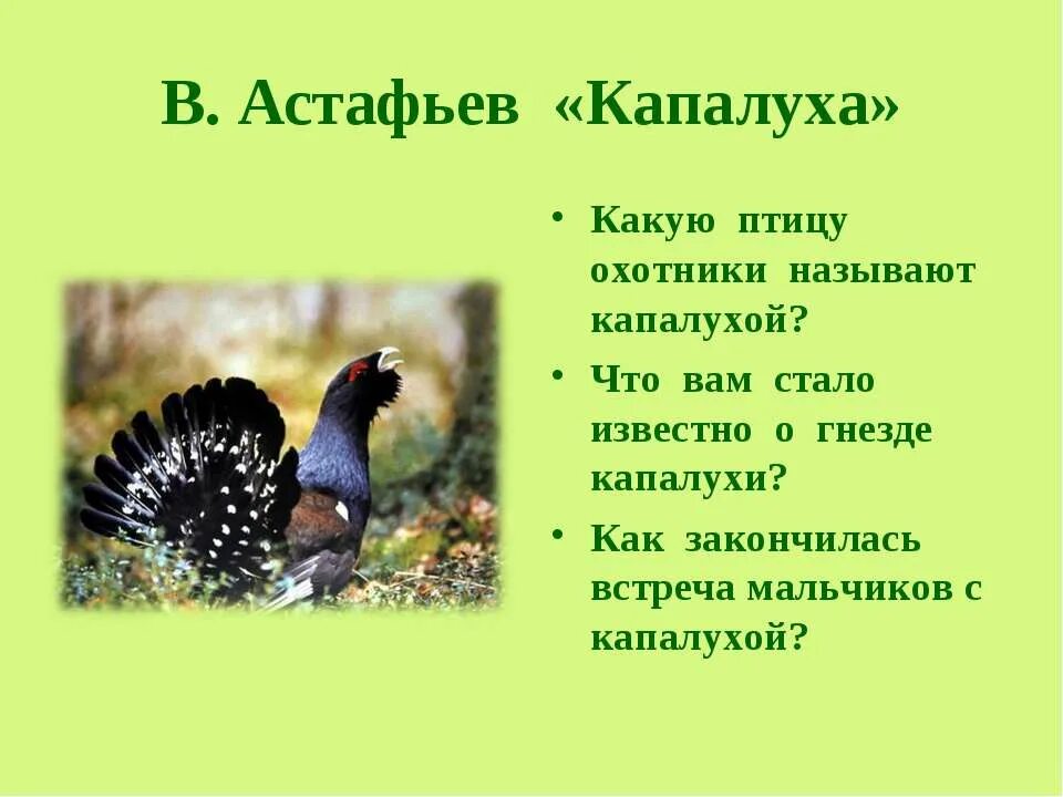 О чем говорит такое поведение капалухи. Капалуха Астафьев. В П Астафьев Капалуха. Астафьев Капалуха 3 класс. Капалуха Астафьев книга.