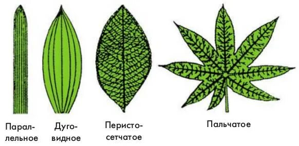 Сетчатое жилкование характерно для двудольных. Перистое и пальчатое жилкование. Пальчатое жилкование листа. Рпльчатое жилкование листа. Типы жилкования двудольные растения перистое.