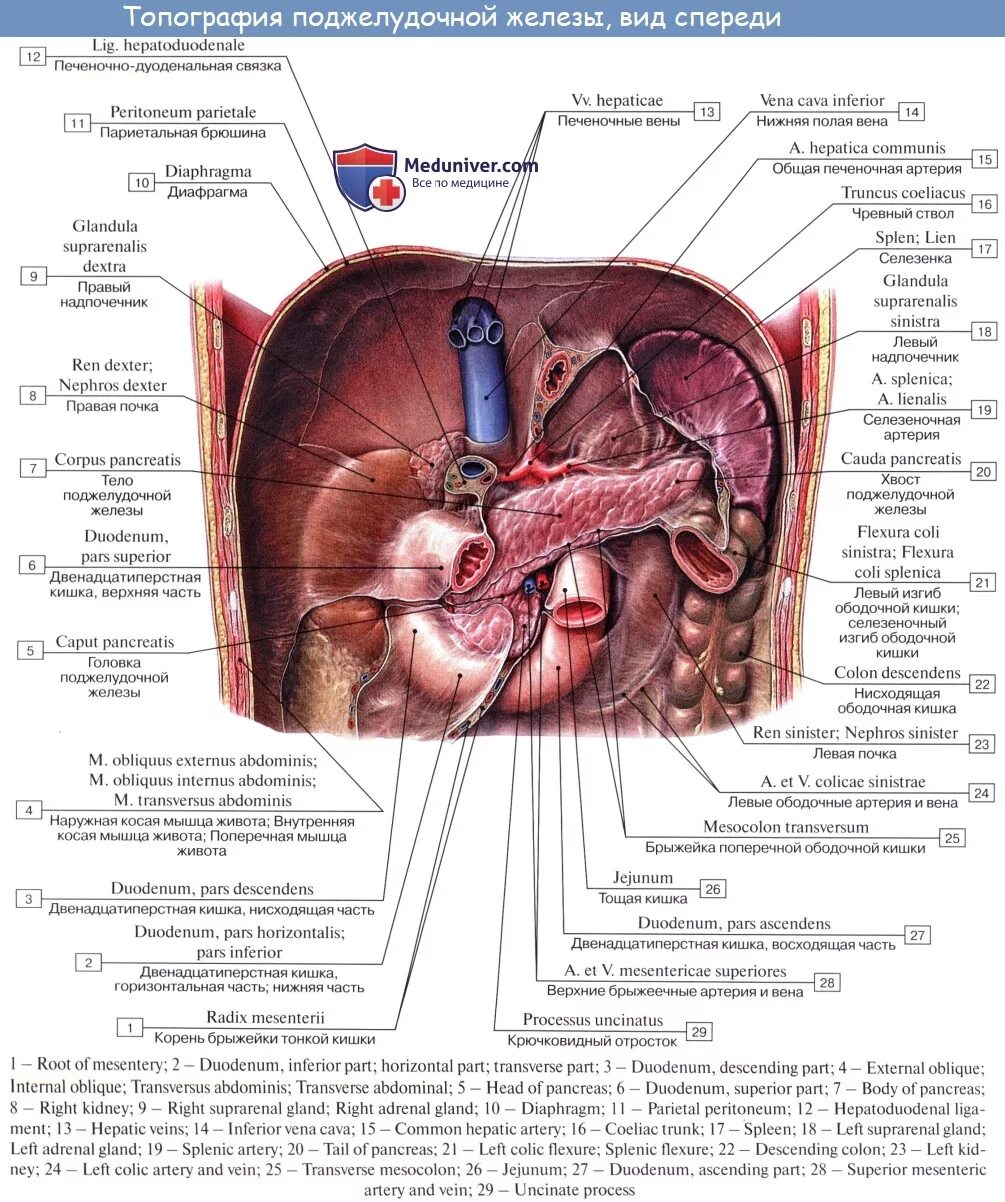 Печень расположена в полости. Поджелудочная железа топография строение. Топографическая анатомия поджелудочной железы. Двенадцатиперстная кишка топография кровоснабжение. 12 Перстная кишка печень поджелудочная железа.