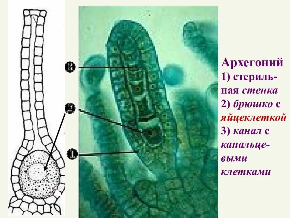 Деление клеток архегония. Архегонии и антеридии. Архегоний маршанции. Архегоний папоротника. Антеридии и архегонии цикл.
