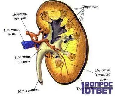 Почки петля