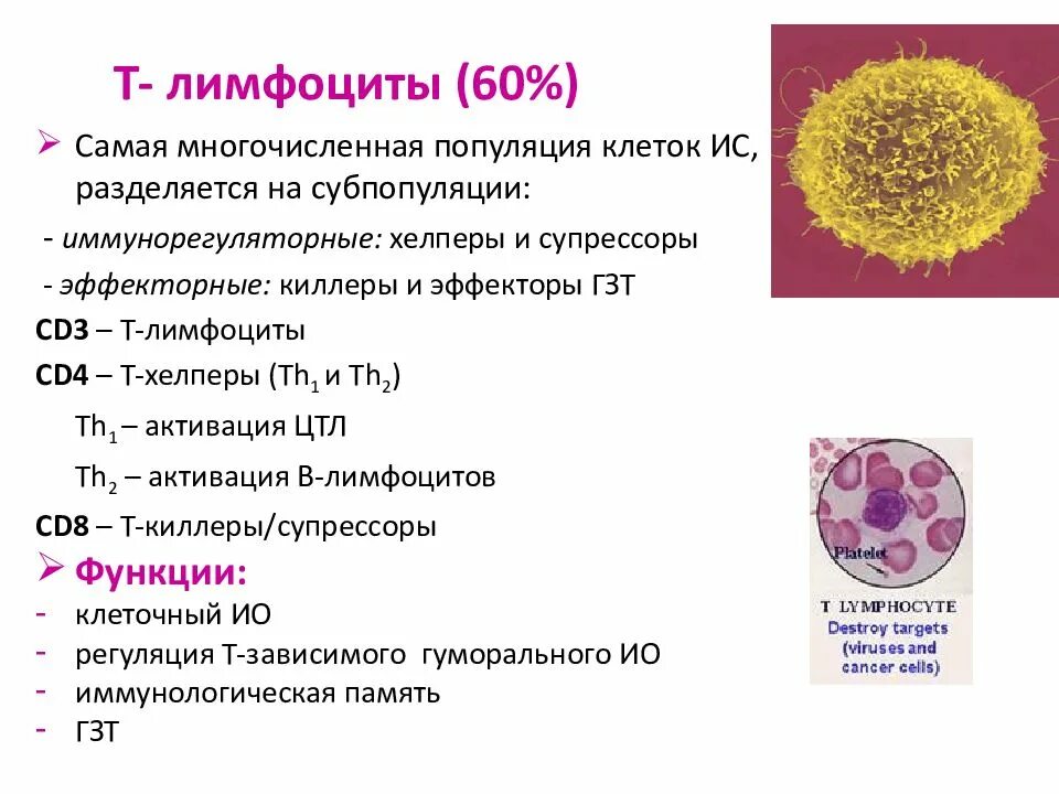 Количество т клеток. Функции т4 лимфоцитов. Функции т лимфоцитов иммунология. Функции т лимфоцитов хелперов. Т хелперы и б лимфоциты.