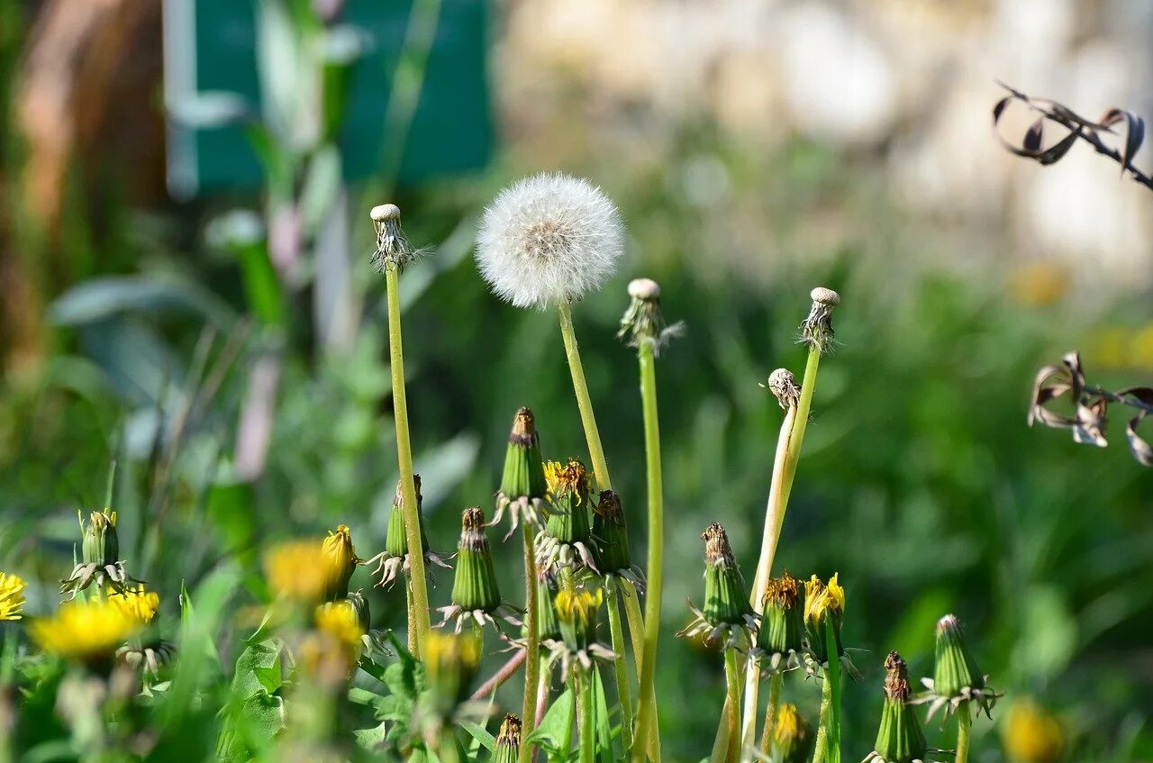 одуванчик пурпуровоцветковый. соцветие одуванчиков закрылись. соцветие одуванчиков закрылись. соцветие одуванчиков закрылись. одуванчик мальва календула.
